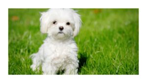 Small Dog Breeds: A Complete Guide to Popular Tiny Paws and Their Care Needs