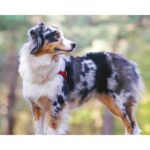 Medium Dog Breeds: Characteristics, Popularity, and Choosing the Right One for Your Family