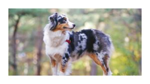 Medium Dog Breeds: Characteristics, Popularity, and Choosing the Right One for Your Family