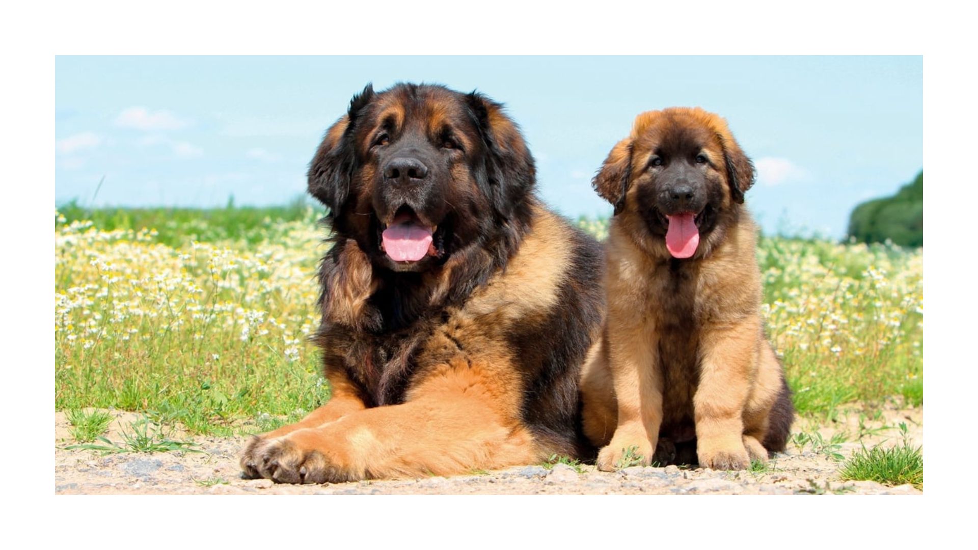 The Ultimate Guide to Large Dog Breeds: Understanding, Caring for, and Choosing the Right One