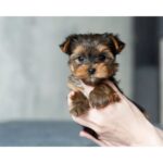 Toy Dog Breeds: The Ultimate Guide to Small and Adorable Companions