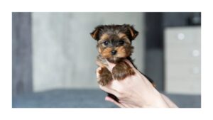 Toy Dog Breeds: The Ultimate Guide to Small and Adorable Companions