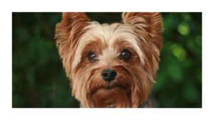 Everything You Need to Know About Yorkshire Terriers