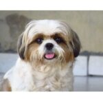 The Shih Tzu: The Ultimate Guide to This Charming Companion