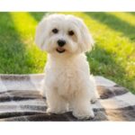 Maltese Dog Breed: A Comprehensive Guide to Care, Personality, and History