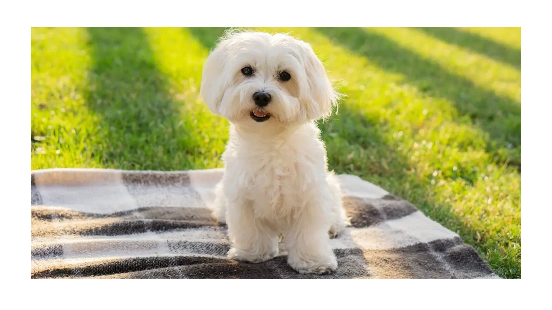 Maltese Dog Breed: A Comprehensive Guide to Care, Personality, and History