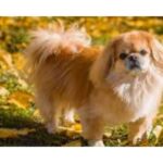 The Pekingese: A Comprehensive Guide to This Royal Companion