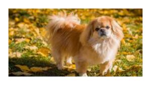 The Pekingese: A Comprehensive Guide to This Royal Companion