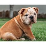 The Ultimate Guide to Bulldogs: Everything You Need to Know