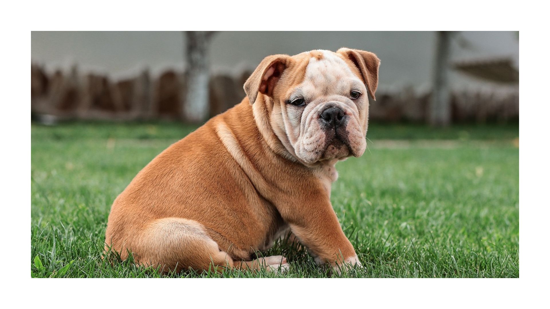 The Ultimate Guide to Bulldogs: Everything You Need to Know